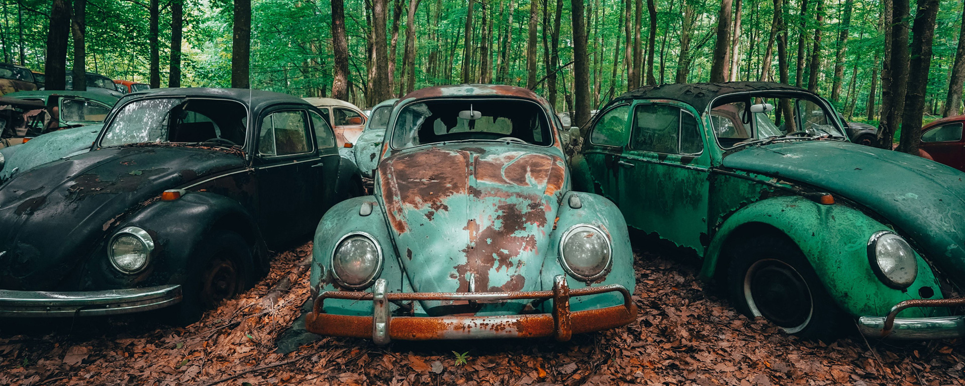 Classic Volkswagen Beetles in a wooded clearing